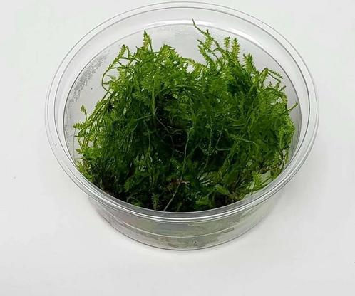 AQUAlook Spikey mos | Punt Mos | in 80 cc cup Waterplant, Dieren en Toebehoren, Vissen | Aquaria en Toebehoren, Ophalen of Verzenden