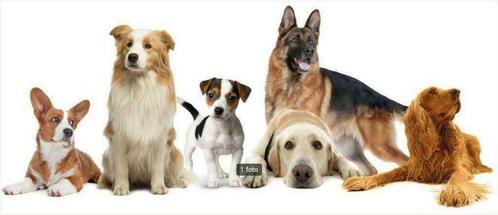 HHIN - Herplaatsing voor Nederlandse honden, Dieren en Toebehoren, Honden | Setters en Staande honden, Eén hond, 1 tot 2 jaar