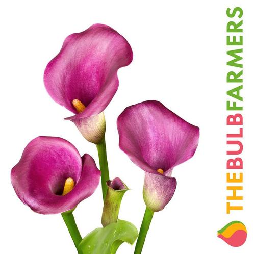 The Bulb Farmers - 10 x Calla Purple Splendor - paars, Tuin en Terras, Bloembollen en Zaden, Bloembol, Verzenden