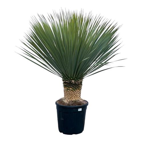 Yucca Rostrata - 140 cm - Ø50cm, Tuin en Terras, Planten | Tuinplanten, Verzenden