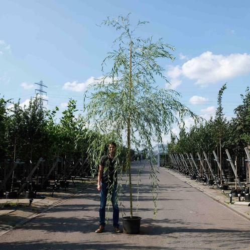 Treurwilg bomen 300/400 cm hoogte | BetuweBomen.nl, Tuin en Terras, Planten | Bomen