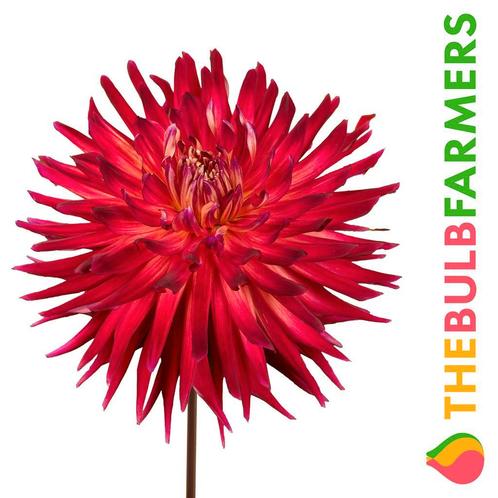 The Bulb Farmers - 12 x Dahlia Menorca - rood met paars, Tuin en Terras, Bloembollen en Zaden, Bloembol, Voorjaar, Volle zon, Verzenden