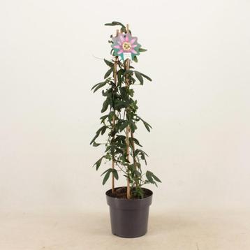 Passiflora Amethyst Piramide - Ø17cm - 70cm