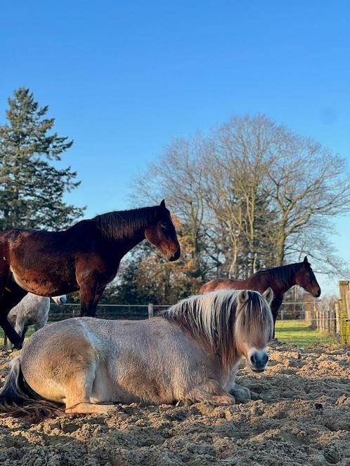 Paarden rusthuis / paardenrusthuis, oude dag / pensioen, Dieren en Toebehoren, Stalling en Weidegang, Stalling, Weidegang, 4 paarden of pony's of meer