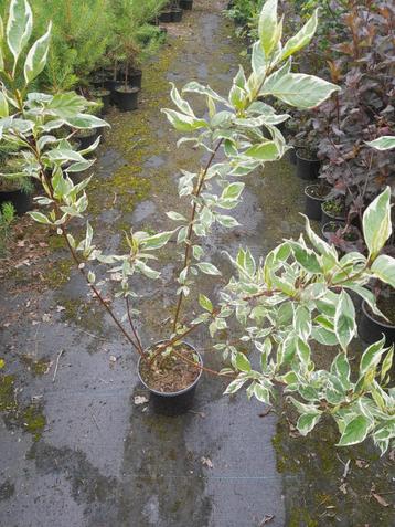 Cornus alba Elegantissima , kornoelje bont blad in pot €7,50