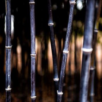 Niet woekerende bamboe (fargesia) - winterhard