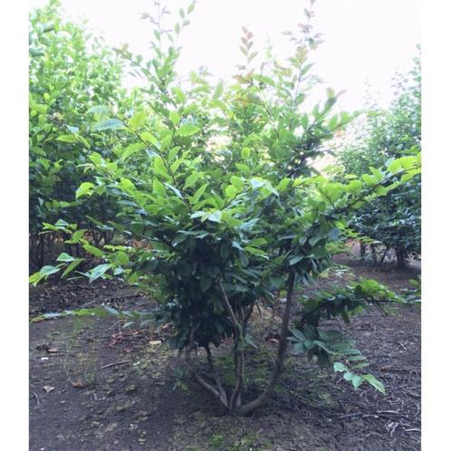 Haagbeuk meerstammig Carpinus betulus h 187,5 cm - Warentuin, Tuin en Terras, Planten | Bomen, Verzenden