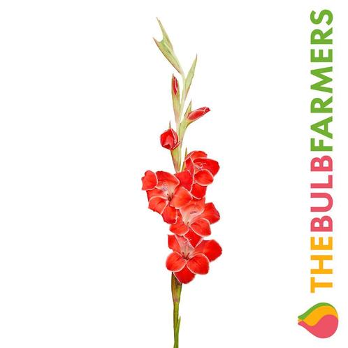 The Bulb Farmers - 120 x Gladiool Atom - rood met wit, Tuin en Terras, Bloembollen en Zaden, Bloembol, Voorjaar, Volle zon, Verzenden