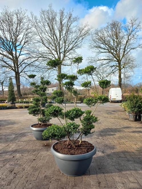 Ilex Crenata bonsai Japanse hulst in Sierpot, Tuin en Terras, Bloembakken en Plantenbakken, Ophalen