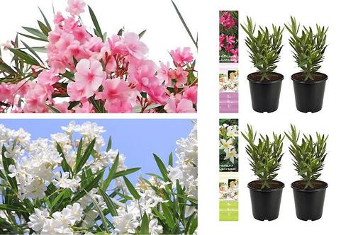 Set van 4 oleander buitenplanten (25 - 38 cm), Tuin en Terras, Planten | Tuinplanten