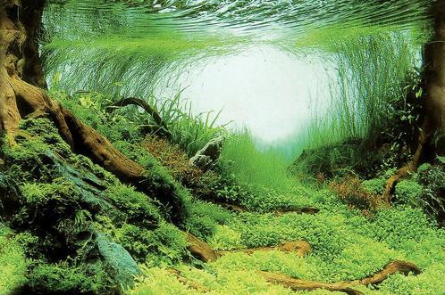 SuperFish Deco Poster Aquascape Plant 60X49cm, Dieren en Toebehoren, Vissen | Aquaria en Toebehoren, Ophalen of Verzenden