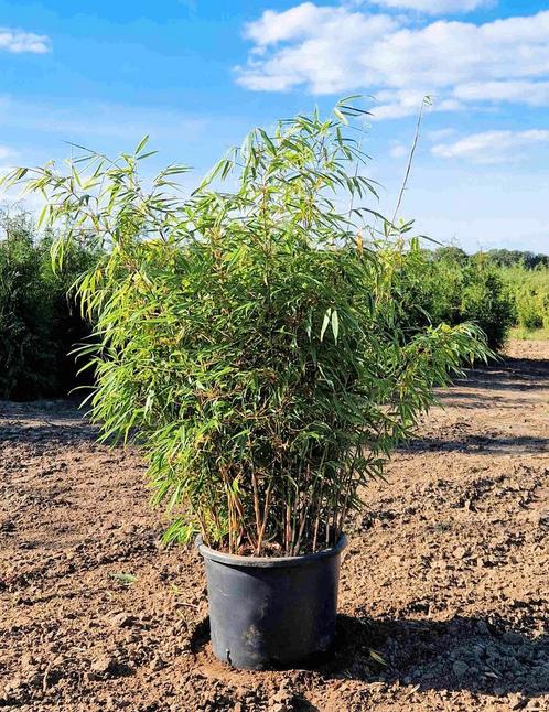 Fargesia Rufa | niet woekerende Bamboe kopen, Tuin en Terras, Planten | Struiken en Hagen, Bamboe, Haag, Ophalen