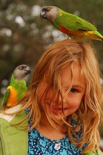 jonge papegaai in diverse kleuren