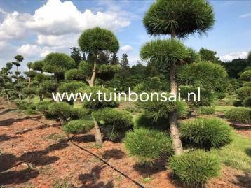 Leibomen, vormbomen en tuinbonsai niwaki leiboom bonsai