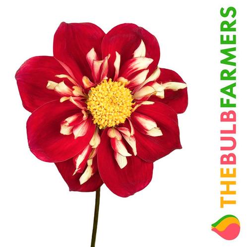 The Bulb Farmers - 12 x Dahlia Impression Festivo - rood m, Tuin en Terras, Bloembollen en Zaden, Bloembol, Voorjaar, Volle zon