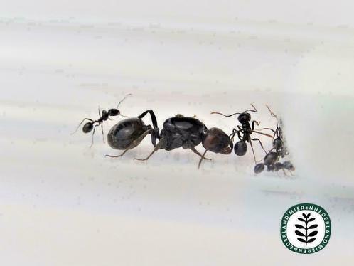 Mieren houden? Wegmier, Oogstmier, Reuzenmieren en meer!, Dieren en Toebehoren, Insecten en Spinnen, Mieren