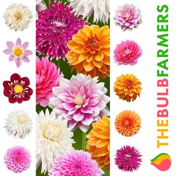 The Bulb Farmers - 10 x Dahlia - Rainbow collection