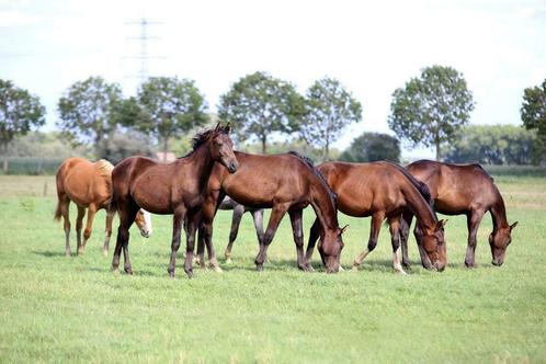 Veulenopfok / opfok voor jonge paarden stalling / weidegang, Dieren en Toebehoren, Stalling en Weidegang, Opfok, Stalling, Weidegang