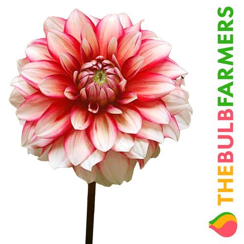 The Bulb Farmers - 12 x Dahlia Larrys Love - rood met wit, Tuin en Terras, Bloembollen en Zaden, Bloembol, Voorjaar, Volle zon