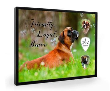 Display + plectrums met afbeelding van Boxer hond