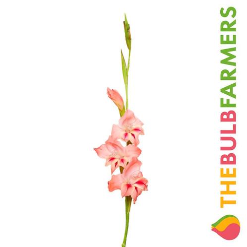 The Bulb Farmers - 120 x Gladiool Nathalie - roze, Tuin en Terras, Bloembollen en Zaden, Bloembol, Voorjaar, Volle zon, Verzenden