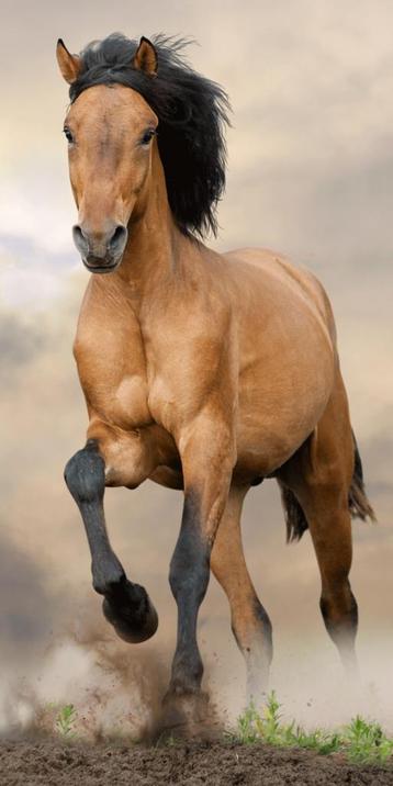 Strandlaken galopperend bruin paard - katoen - 70x140 cm