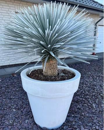 Winterharde palmlelie - Yucca rostrata - Verschillende maten