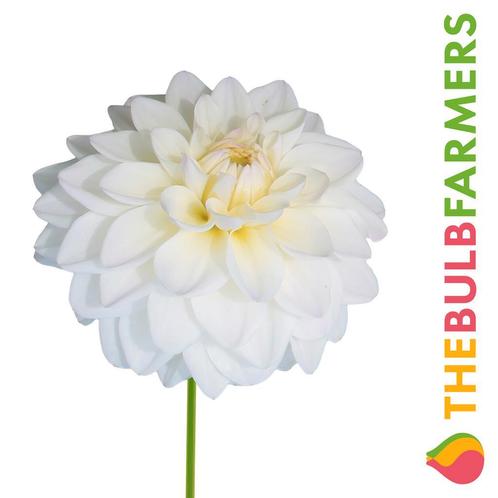 The Bulb Farmers - 12 x Dahlia Wittem - wit met lila, Tuin en Terras, Bloembollen en Zaden, Bloembol, Voorjaar, Volle zon, Verzenden