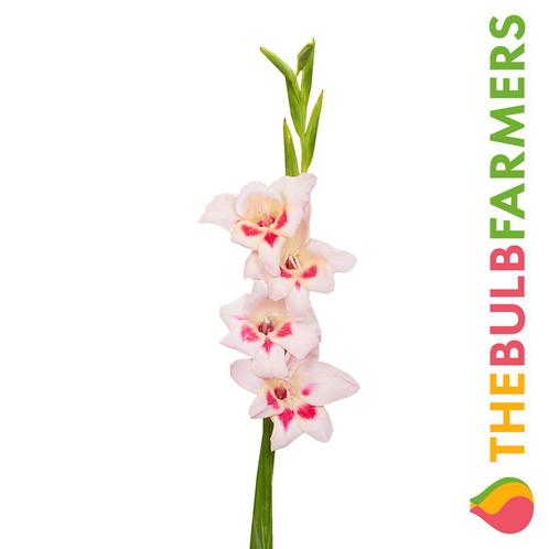 The Bulb Farmers - 120 x Gladiool Elvira - roze, Tuin en Terras, Bloembollen en Zaden, Bloembol, Voorjaar, Volle zon, Verzenden
