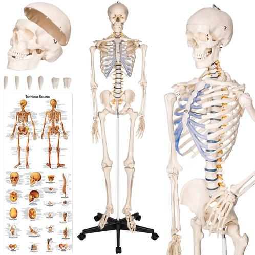 Anatomie skelet met spier- en bot markering - wit, Hobby en Vrije tijd, Overige Hobby en Vrije tijd, Verzenden