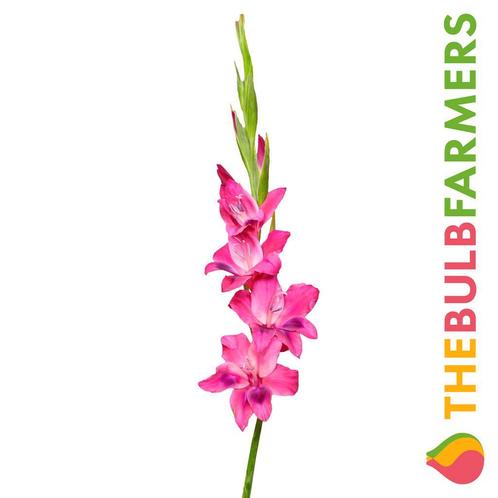 The Bulb Farmers - 120 x Gladiool Vulcano - paars, Tuin en Terras, Bloembollen en Zaden, Bloembol, Voorjaar, Volle zon, Verzenden