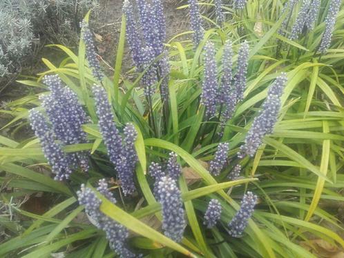 Leliegras  Liriope muscari Big Blue / royal Purple P9, Tuin en Terras, Planten | Tuinplanten, Vaste plant, Halfschaduw, Zomer