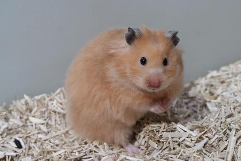 Lieve handtamme Goudhamsters / Syrische hamsters !, Dieren en Toebehoren, Knaagdieren, Hamster, Meerdere dieren, Tam