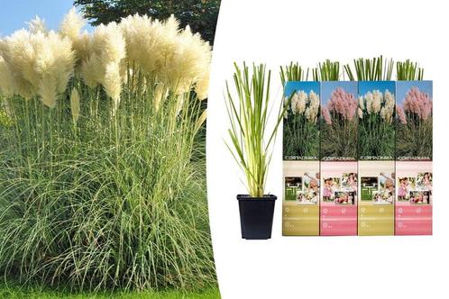 Set van 4 Pampasgras-planten (25 - 40 cm), Huis en Inrichting, Kamerplanten