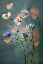 Viet Ha Tran - Fragile