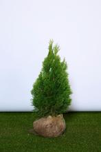 Conifeer - Thuja Occidentalis Smaragd - Haagplanten, Tuin en Terras, Planten | Struiken en Hagen, Haag, Ophalen of Verzenden, Conifeer