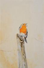 Matthieu van Riel - Singing Robin