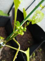 kweek zelf je eigen Paprika plantjes, Tuin en Terras, Bloembollen en Zaden, Voorjaar, Volle zon, Zaad