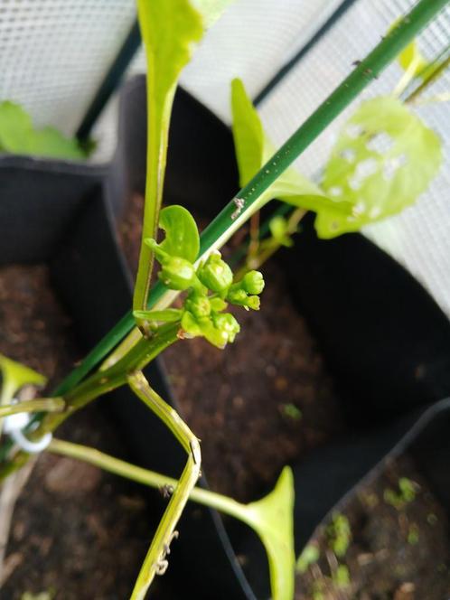 kweek zelf je eigen Paprika plantjes, Tuin en Terras, Bloembollen en Zaden, Zaad, Voorjaar, Volle zon