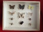 Entomologische collectie Taxidermie volledige montage -, Nieuw