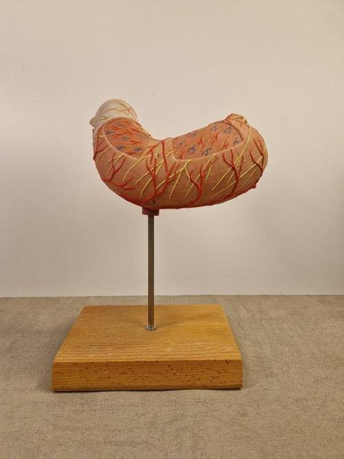 Anatomisch model - kunststof - 1980-1990 - Anatomisch model, Antiek en Kunst, Antiek | Wandborden en Tegels