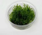 AQUAlook Spikey mos | Punt Mos | in 80 cc cup Waterplant, Dieren en Toebehoren, Vissen | Aquaria en Toebehoren, Nieuw, Ophalen of Verzenden