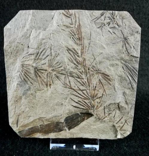 Fossiele plant met uitzonderlijke preservatie!! -, Verzamelen, Mineralen en Fossielen