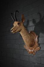 Fine Austrian Chamois head-mount Taxidermie wandmontage -, Nieuw