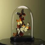 Vlinders in Stolp Taxidermie Opgezette Dieren By Max, Verzamelen, Dierenverzamelingen, Ophalen of Verzenden, Nieuw, Insect, Opgezet dier