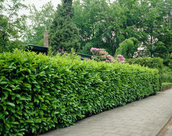 Laurierkers Prunus laurocerasus Rotundifolia Haag 175-200, Tuin en Terras, Planten | Struiken en Hagen