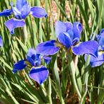 Iris Sibirica Silver Edge - Wortelgoed - 5 stuks, Tuin en Terras, Planten | Tuinplanten, Verzenden