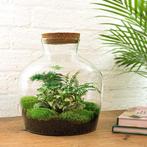 DIY terrarium - Fat Joe Groen -  30 cm, Huis en Inrichting, Kamerplanten, Verzenden