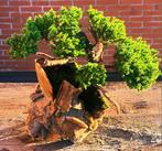 Jeneverbes bonsai (Juniperus) - Hoogte (boom): 20 cm -, Antiek en Kunst