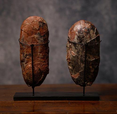 Oviraptor - Gefossiliseerd ei - eggs - 18 cm - 8.5 cm, Verzamelen, Mineralen en Fossielen